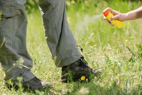 Can Chiggers Survive on Clothing?